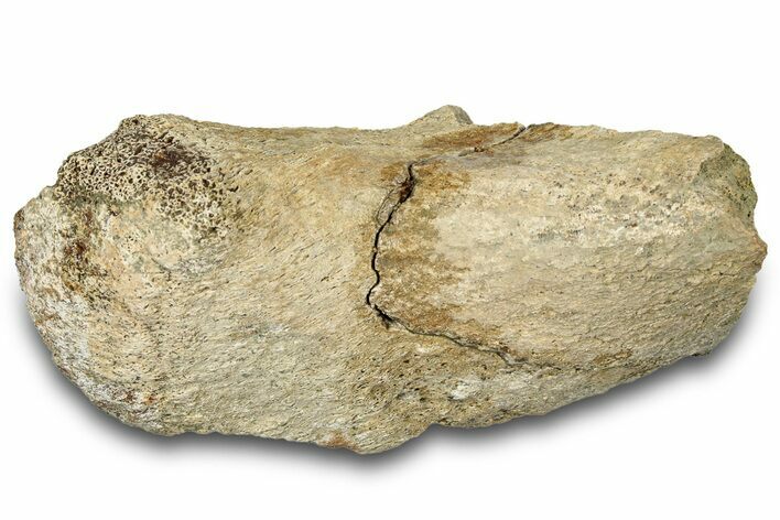 Dinosaur (Triceratops) Bone Section - Montana #300465